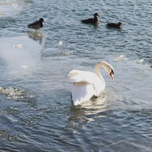 Meet your Posher, Carole